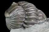 Wide, Enrolled Flexicalymene Trilobite In Shale - Ohio #84597-1